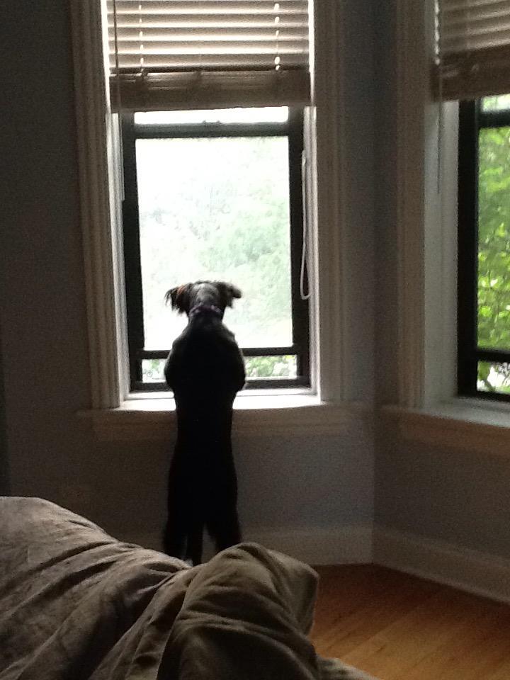 HopsthePuppy's tweet photo. BringIt!!! @BitchestheCat @OffcolorBrewing @TheArtofBeer #littlescared #littlecurious #littlehappy http://t.co/R7MwPf672G