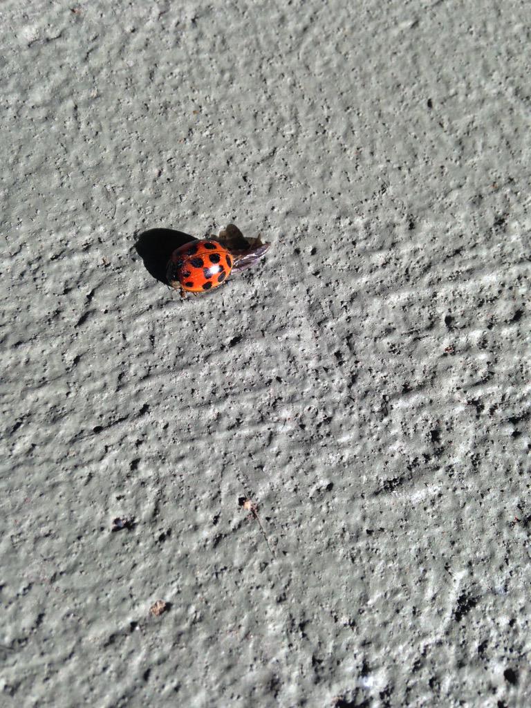 youtube_kat's tweet photo. @BethanyMota saw a lady bug today means good luck , maybe that means Beth will dm/fav/follow ??? http://t.co/qoyVakCdnS