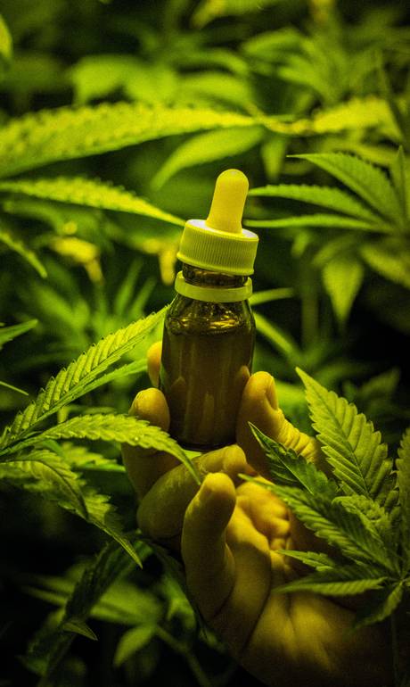JornalOGlobo's tweet photo. Pesquisa indica que extrato de maconha pode reduzir crises de pessoas com epilepsia grave. http://t.co/6pF60oFMj3 http://t.co/JgOMoeBt9O
