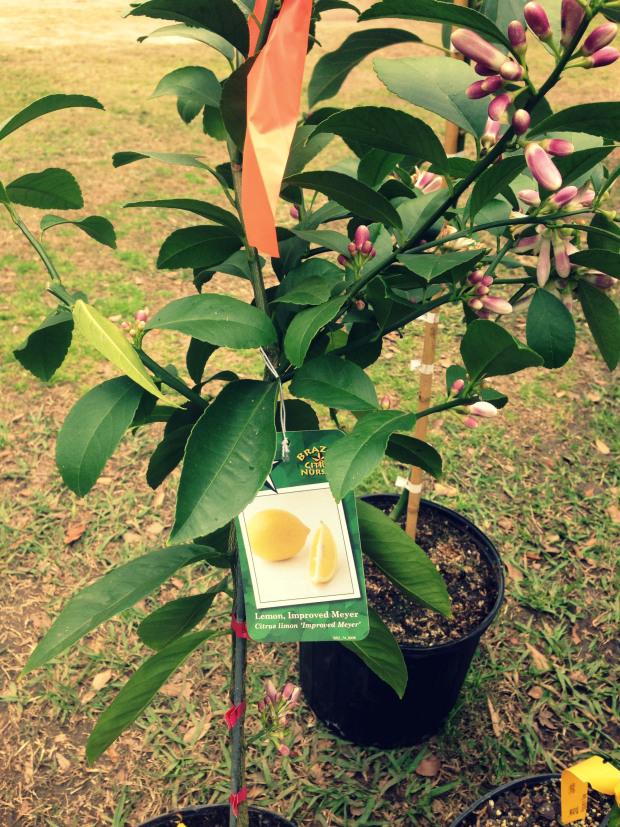 PreparedBlogger's tweet photo. Our New Fruit Trees | @ChickenGateway | http://t.co/shhwgIGauf | #prepbloggers http://t.co/d0qEknVj1Y