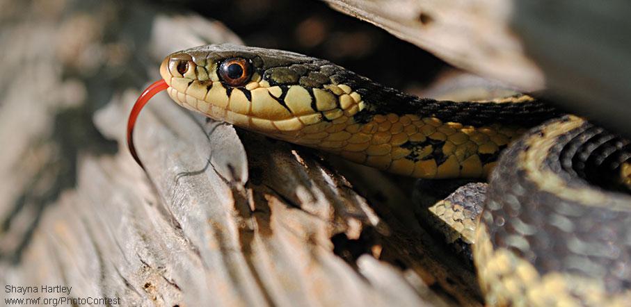 nate_driver122's tweet photo. "@NWF: Hey now, there’s no need to eliminate snakes in your yard: http://t.co/xXjW5TIUyq http://t.co/7fSj43cKyW"  #donthatethesnake #nrt255