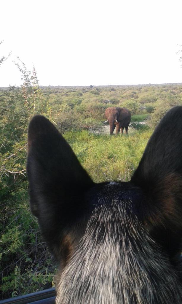 WHConserv's tweet photo. Herding elephant training with Torro!! @africageo @united4wildlife @EleRhinoMarch @WildlifeMag @IAPF #mutogomeli http://t.co/LznYgLjpei