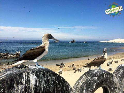 Piajeno's tweet image. #ProgramasCulturales
AMBIENTV, un programa producido por el @MinamPeru
goo.gl/bNmFhE 
#Piura #CuidaTuPlaneta