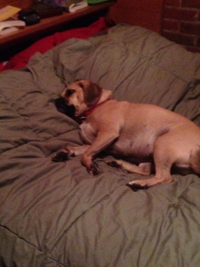 RunninRocks's tweet photo. She looks pretty content. http://t.co/CZfLMSIat6