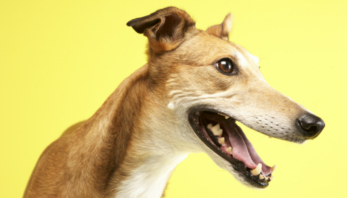 puppyleak's tweet photo. 18 Excellent Reasons to Adopt a Greyhound http://t.co/nwHjxCQ6UW #animalrescue http://t.co/qVMcIuoiP7
