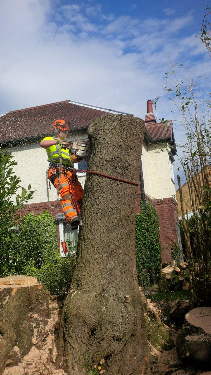 TreeManWolfe's tweet image. Been given a chance to do a bit of chogging down on spikes LOVE IT!