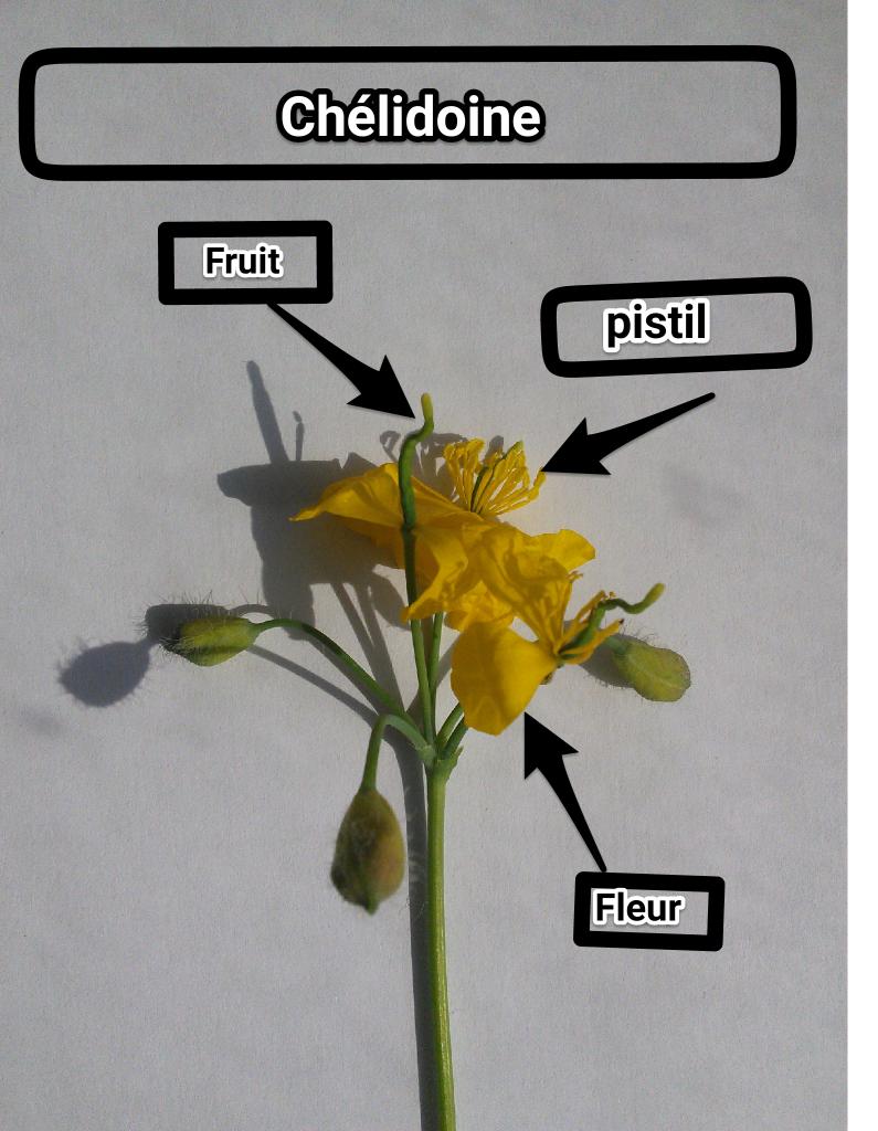SVTSugerTab4's tweet photo. #tweeteTsvt #fleur #TS
Photo Chélidoine : pistil pièces fertiles femelles, composés d'ovaires ou carpelles, ovules. http://t.co/RB3xR6EcQE