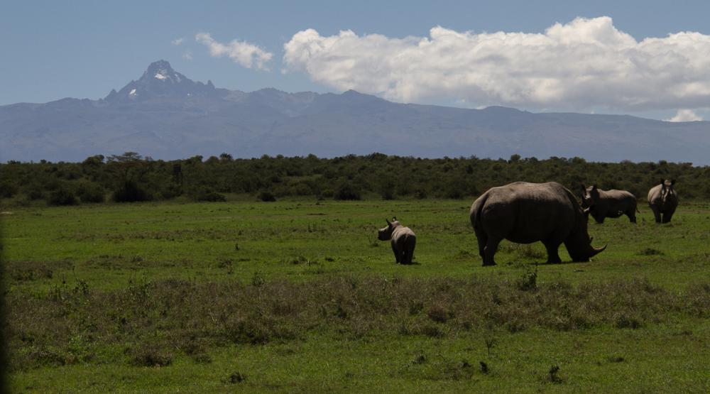 abigailking's tweet photo. Sitting in the sun when a crash (true word) of rhinos pose in front of Mount Kenya @giraffe_manor #rhinolab http://t.co/Cdxp6KlSP5