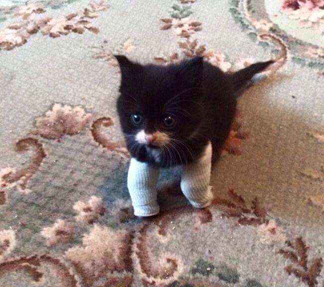 Xmascracker1's tweet image. please donate just a £1 or more to help #peanut get his operation or he will be pts m.facebook.com/PoundsForPeanut