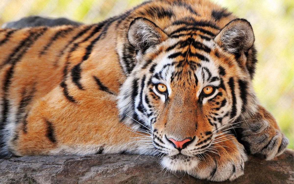 dar_aunt's tweet photo. #tiger #nature #animsl #photo #photography @ElZancudoPelu http://t.co/jyKfTCtPHh