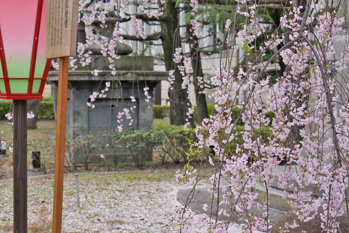 大阪観光局 公式 造幣局の桜の通り抜け は明日まで 明日は晴れ間がちょっとあるようなので その隙に覗いてみては 散って床に積もった桜の花びらもまた風情がありますよね Http T Co Anlv5zxdnr 大阪桜 桜の通り抜け Http T Co Y1dftklkjv 大阪観光局 公式 造幣局の桜の通り抜け は明日まで 明日は晴れ間がちょっとあるようなので その隙に覗いてみては 散って床に積もった桜の花びらもまた風情がありますよね Http T Co Anlv5zxdnr 大阪桜 桜の通り抜け Http T Co Y1dftklkjv