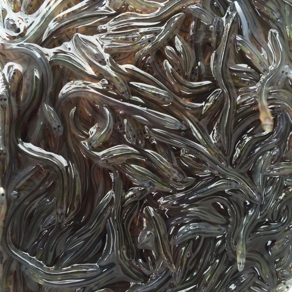 glasaal (paling) wordt in het Veluwemeer uitgezet door DUPAN