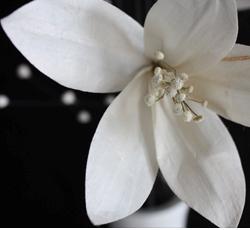 Onze Witte Lelie #aanbieding loopt nog t/m 17 april! Meer info of bestellen? info@punna.nl