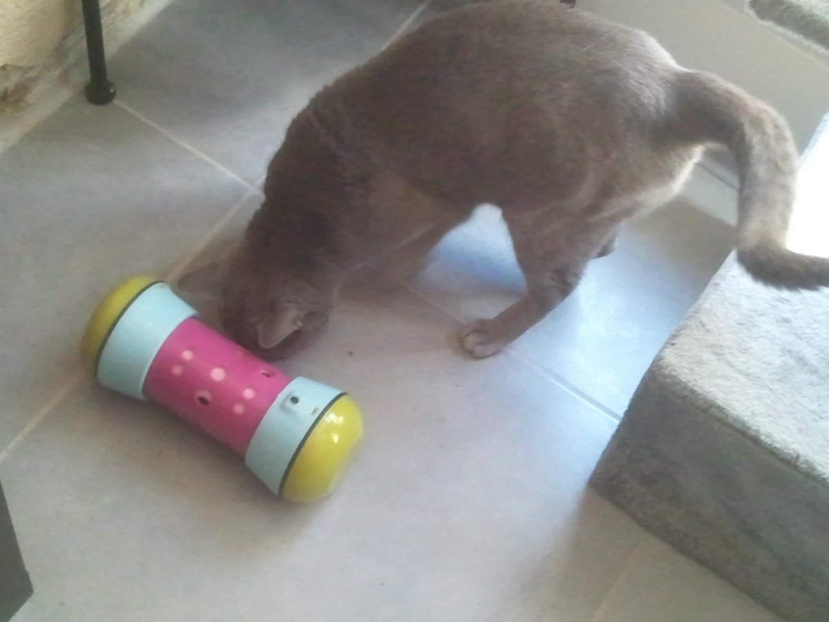 Vivet_Lili's tweet photo. Bamboo n'a plus un état suicidaire et mange de nouveau. Nous pouvons tous nous réjouir #CroquettesGate http://t.co/gON0qtyh0G