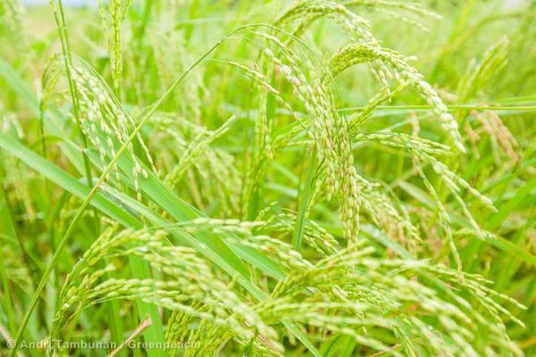 Greenpeace's tweet photo. There are no animal products with lower #water or #carbon waste than plant based alternatives http://t.co/Hp5yZyp17m http://t.co/stQn7uRjBp