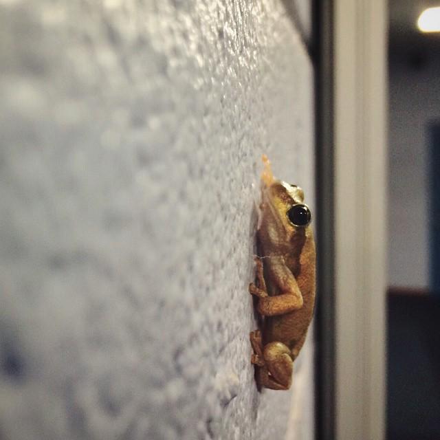 bradholdermusic's tweet image. Here's my friend, frog. He seems to be hanging out in our foyer! #yourmattdann ift.tt/1zcz6UT