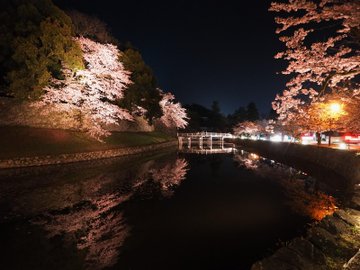 彦根城桜まつり23 ライトアップの期間は 見ごろはいつ