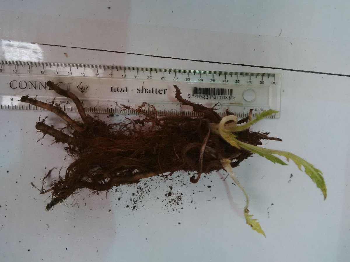 TopScoreBulbs's tweet image. Our bare root product is looking really good, and prices are fantastic!