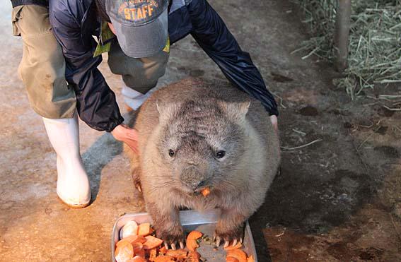 ひでkapi ブログ更新しましたhttp T Co 5edejmtsd8 ひびき動物ワールド ウォンバット ゴロさん カピファンさんに教えていただいた不思議な動物 国内に何と8頭しかいない貴重な動物 コアラと同じ祖先を持つ有袋類です Http T Co Josk8n1jql ひでkapi ブログ更新しましたhttp T Co 5edejmtsd8 ひびき動物ワールド ウォンバット ゴロさん カピファンさんに教えていただいた不思議な動物 国内に何と8頭しかいない貴重な動物 コアラと同じ祖先を持つ有袋類です Http T Co Josk8n1jql