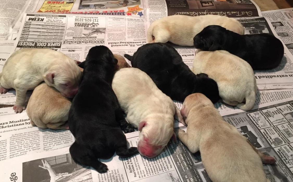 Cedar, owned by Kristy Smith, Trainer for the <a href="/UDServices/">UDS Foundation</a> Dogs Program gave birth to this a litter of 8 lab puppies!