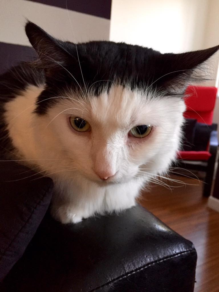 RecoletaTheCat's tweet photo. Missing my Dad. 😿 http://t.co/YXxquMtOJQ