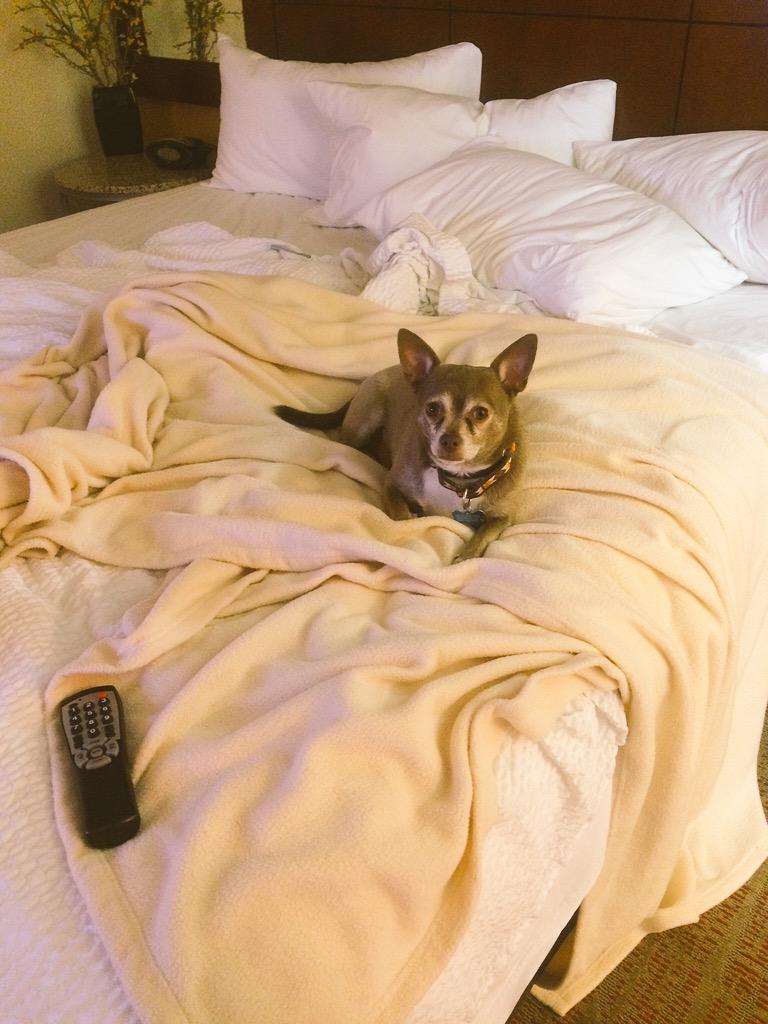 AlfieTheBold's tweet photo. Got my exercise on this morning. Now nap time with soft blanket and remote #woof #greenborolife #hotelpuppy http://t.co/67Acf9gP0J