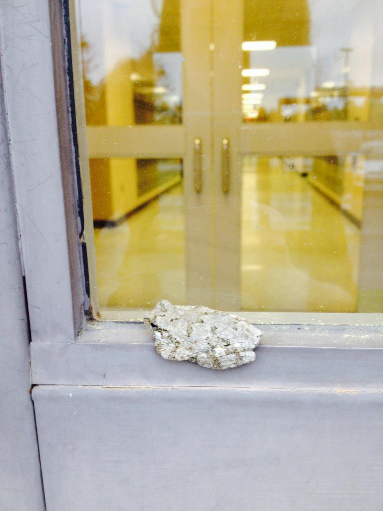 MrsSciMiller's tweet photo. See how much some organisms want to be at school? #Cope'sGrayTreeFrog #LifeOfEastHall http://t.co/qfPN3xrV4C