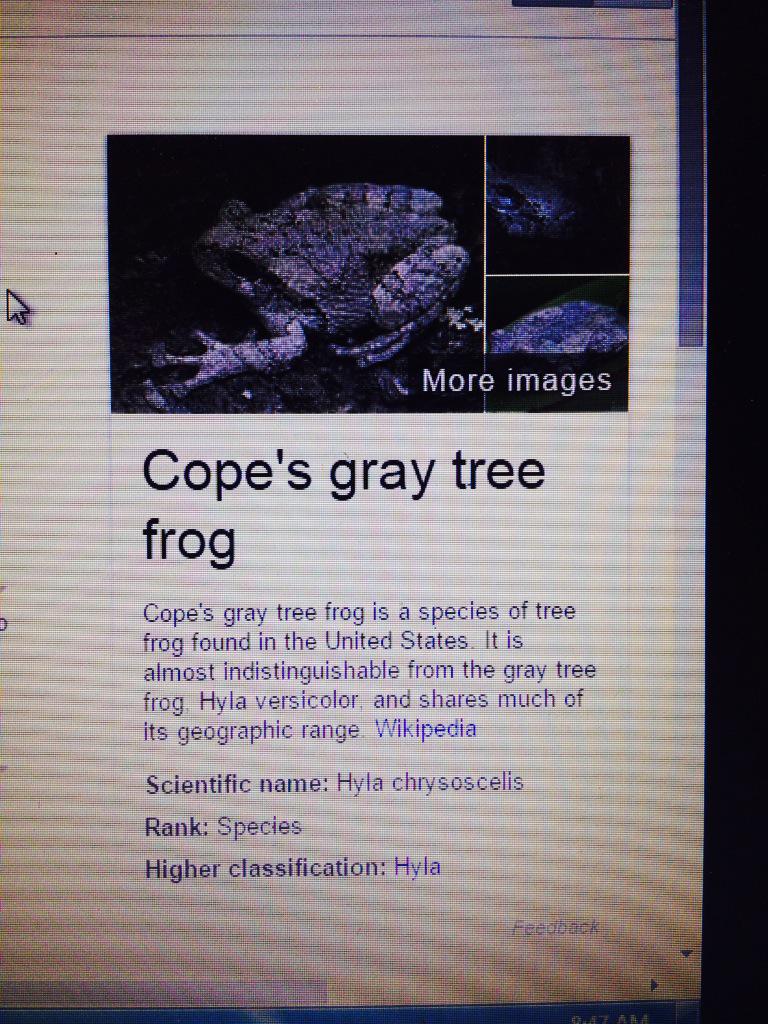 MrsSciMiller's tweet photo. See how much some organisms want to be at school? #Cope'sGrayTreeFrog #LifeOfEastHall http://t.co/qfPN3xrV4C