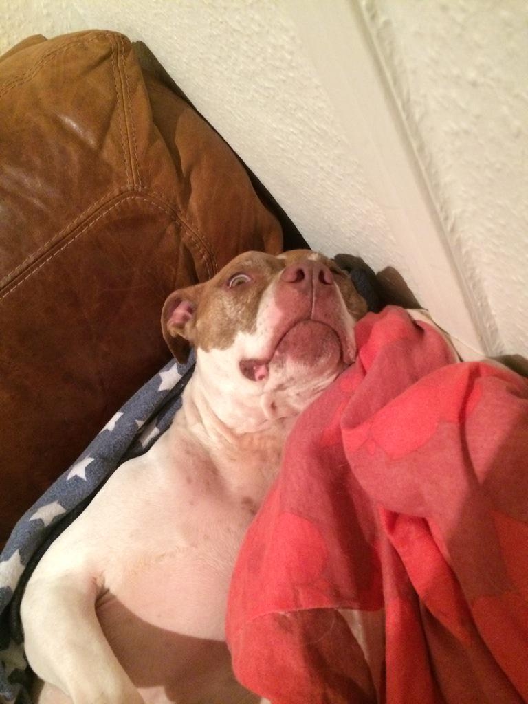 GrumpyBoycie's tweet photo. What, it's 2 o'clock already? #sleepin #GrumpyPubDog #sunnydays #shouldbeoutside @NightingalePub @PutneyRunner #Dorks http://t.co/w6d9swquuQ