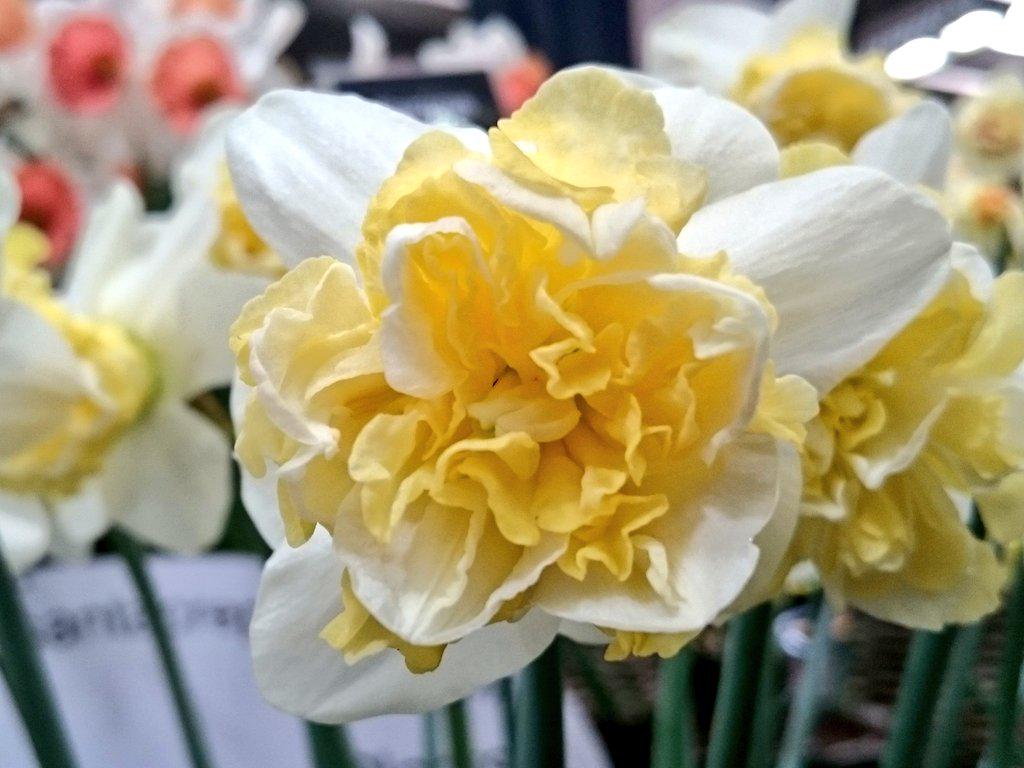 Sophie Leguil on Twitter "Maximum frillyness PheasantAcre Narcissus