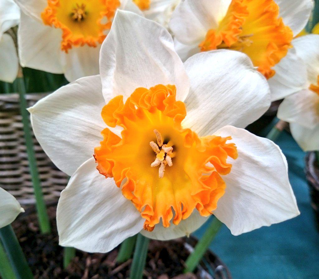 Sophie Leguil on Twitter "Maximum frillyness PheasantAcre Narcissus