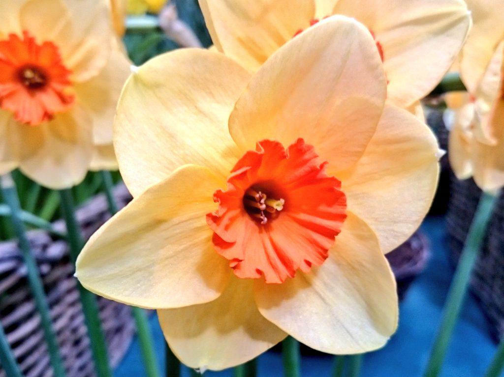 Sophie Leguil on Twitter "Maximum frillyness PheasantAcre Narcissus