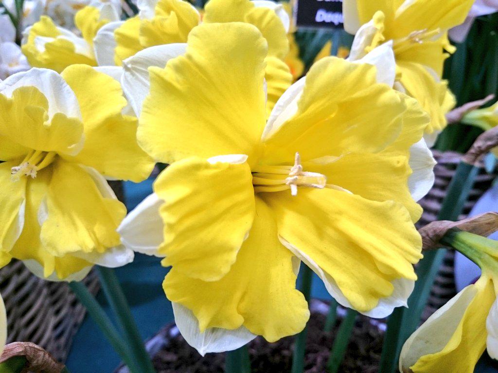 Sophie Leguil on Twitter "Maximum frillyness PheasantAcre Narcissus