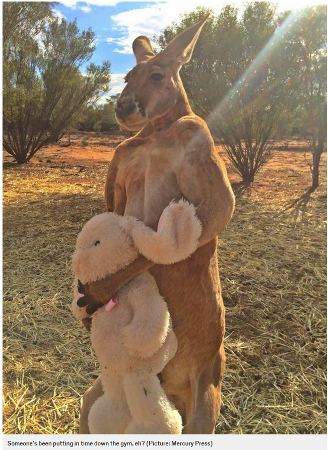 MetroUK_Life's tweet photo. Check out this strangely buff and manlike kangaroo http://t.co/IxBq037lxP http://t.co/YOUVjTOz9K