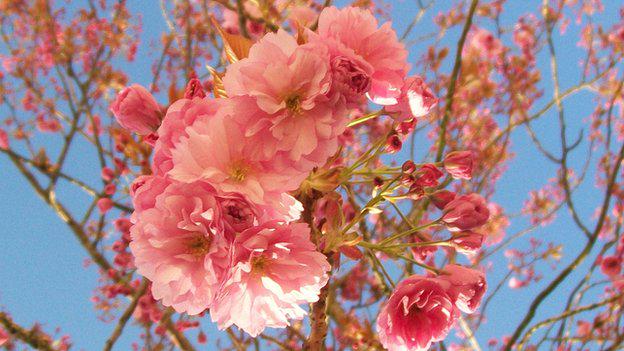 uk_unlimited's tweet photo. Все знают слово FLOWER, а все знакомы со словом BLOSSOM?
BLOSSOM - ЦВЕТЕНИЕ. 
#английский #Лондон #Англия http://t.co/Ys6y3GCGUI