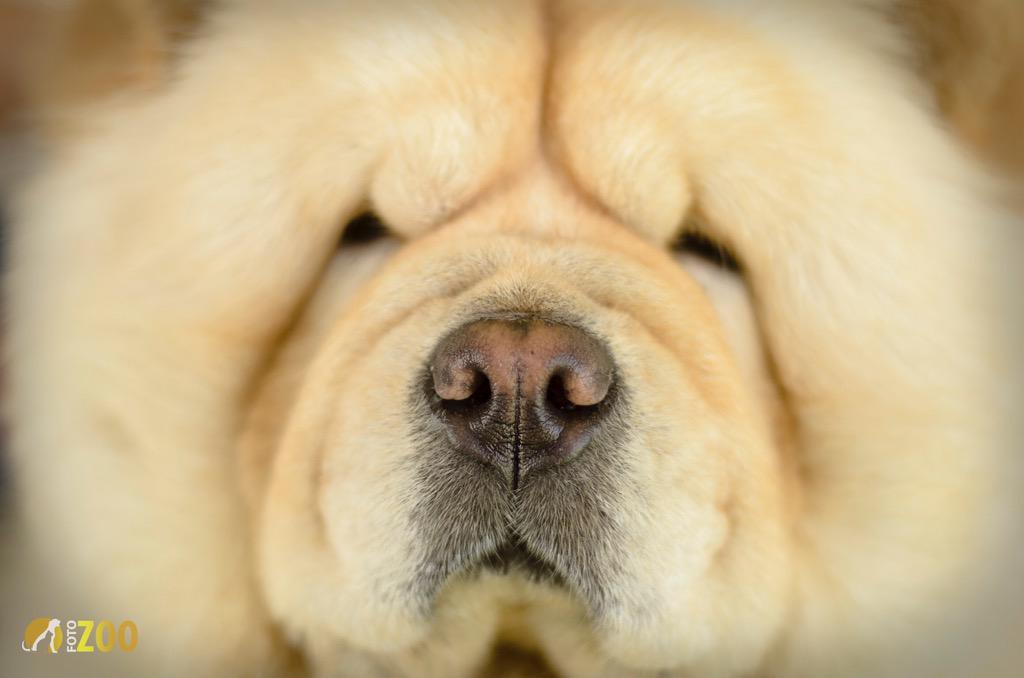 allanjones29's tweet image. #lovechowchow