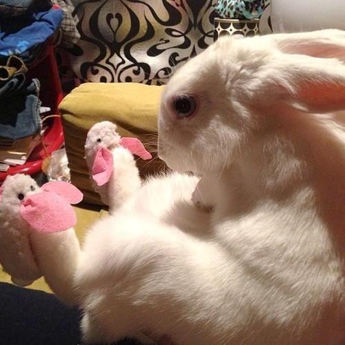 Cryptoaldia's tweet photo. Conejo llevando zapatillas de conejo. http://t.co/MX1jveRVv9