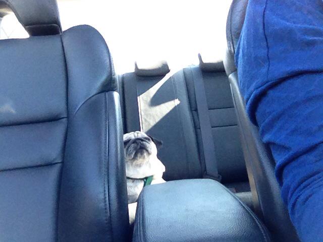 PapithePug's tweet image. Creeping on human in the car