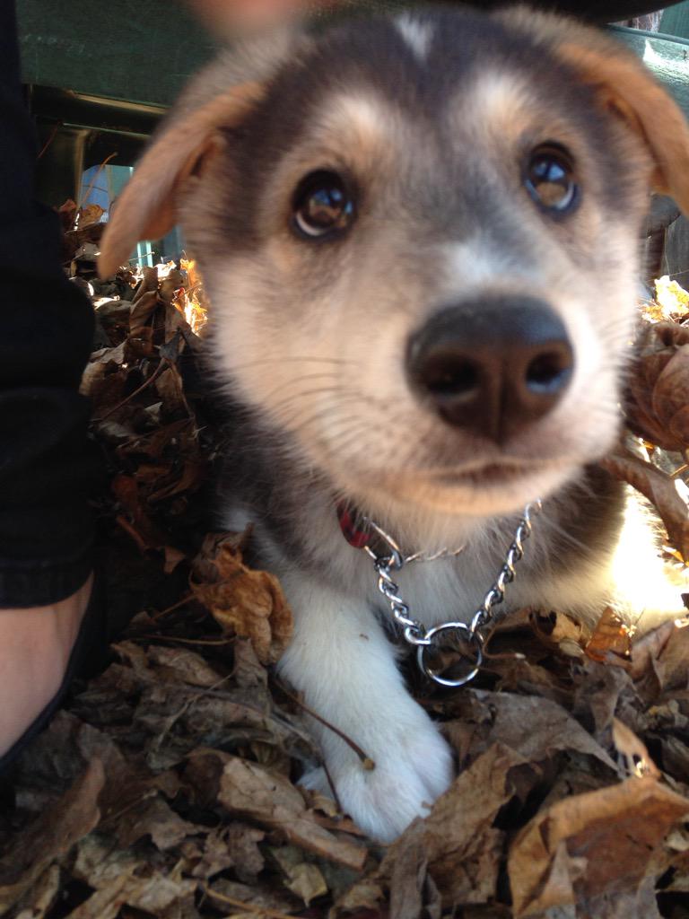 stephaniekozak1's tweet photo. Me& grandparents got there new puppy today! #MeetZack ❤️ #torontohumanesociety #2monthsold http://t.co/KnrZWoBL3q