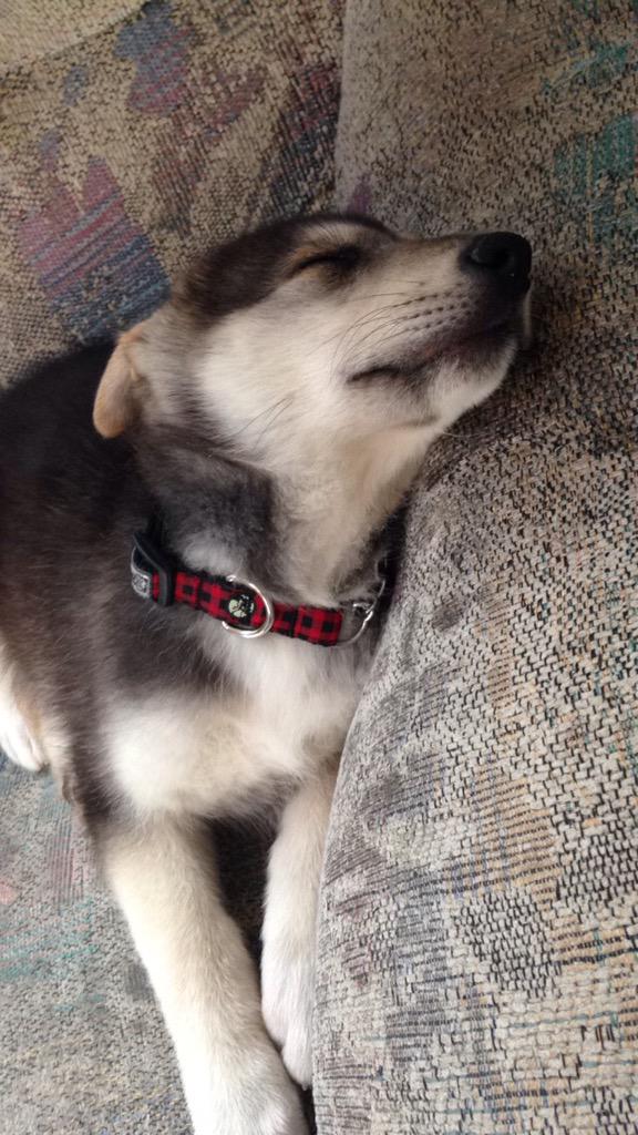 stephaniekozak1's tweet photo. Me& grandparents got there new puppy today! #MeetZack ❤️ #torontohumanesociety #2monthsold http://t.co/KnrZWoBL3q