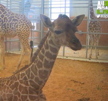 DallasZoo's tweet photo. And this is what a #SelfieQueen looks like, folks. 👑 #nailedit #GiraffeBirthLive @AnimalPlanet http://t.co/M6M4BPKOQj