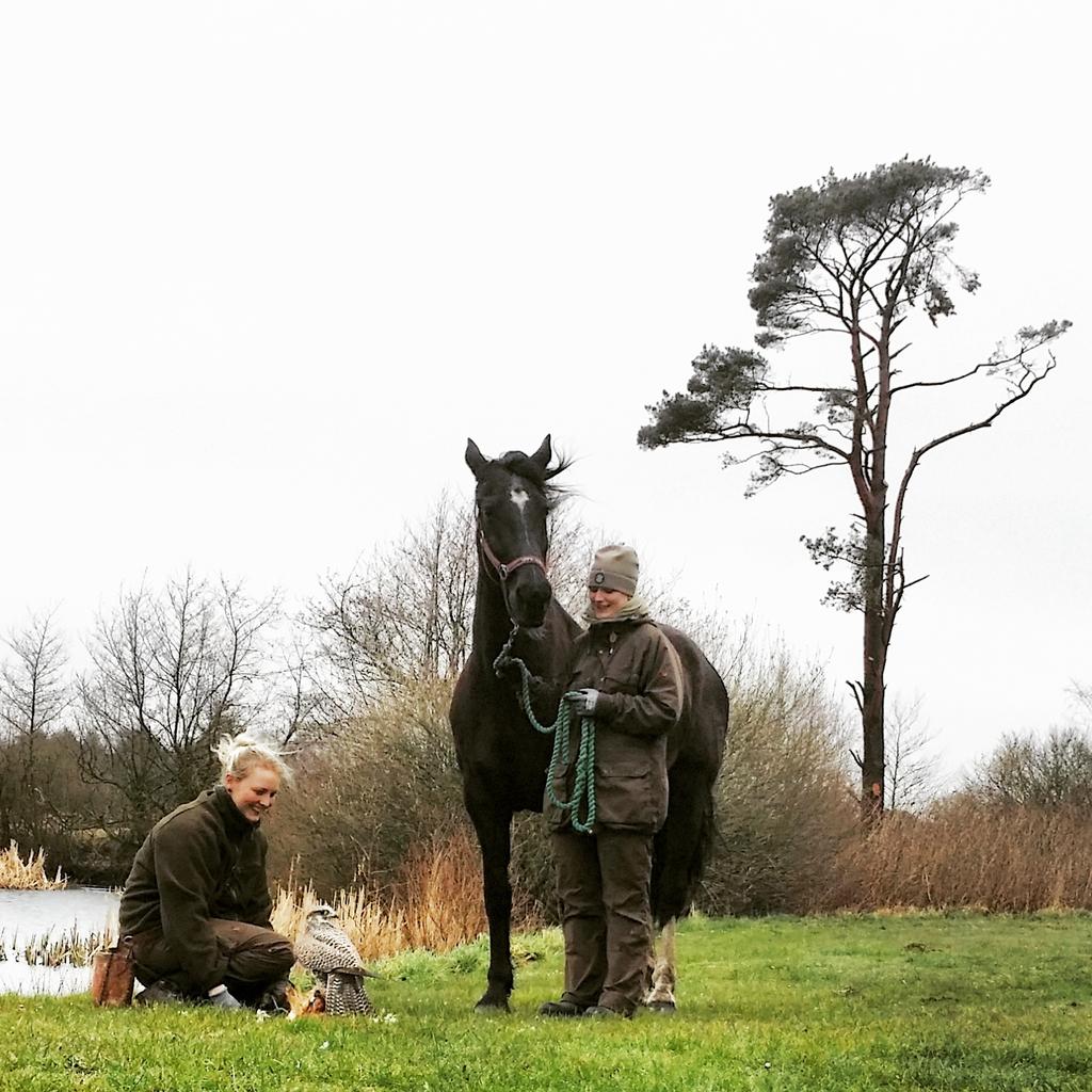 eagleworldtwit's tweet photo. Classic falconry with our horse Maggi and a Gyrfalcon who's new in training. #eagleworld #ørnereservatet #denmark http://t.co/Z8gpWIsoC4