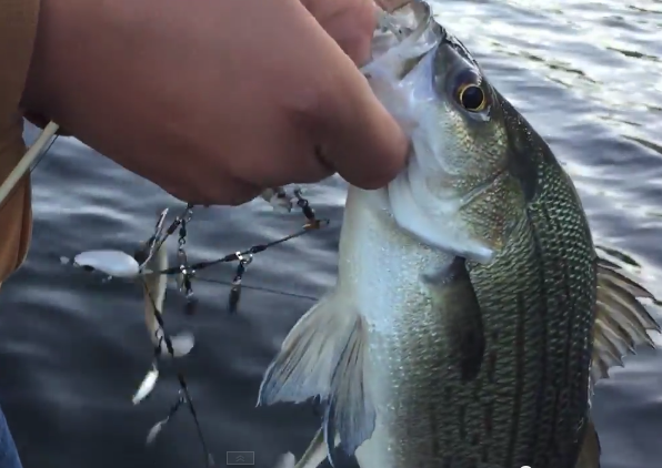 CatchHookedUp's tweet photo. It's a good thing @BentRodSyndrome had the Umbrella Rig, 'cause it started raining Bass... http://t.co/R2cGkepN2x http://t.co/w2Cka9NVx0