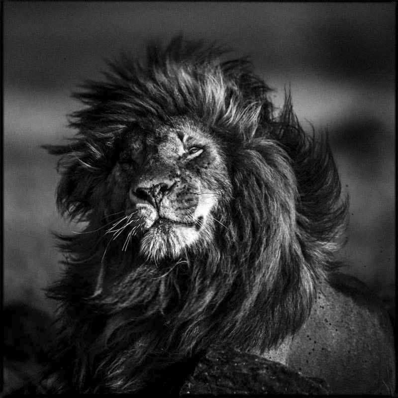 africageo's tweet photo. RT @lense "Shake it off! Image by Laurent Baheux #MonochromeMonday http://t.co/4KbsqtfMF7"