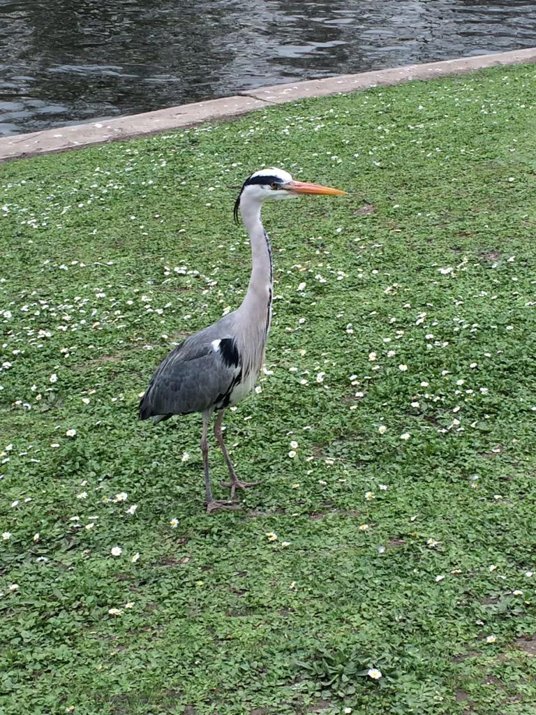 lucindahawksley's tweet image. When you&apos;re a #London heron, you need to find time to mooch. #LondonSpringtime #sunshine