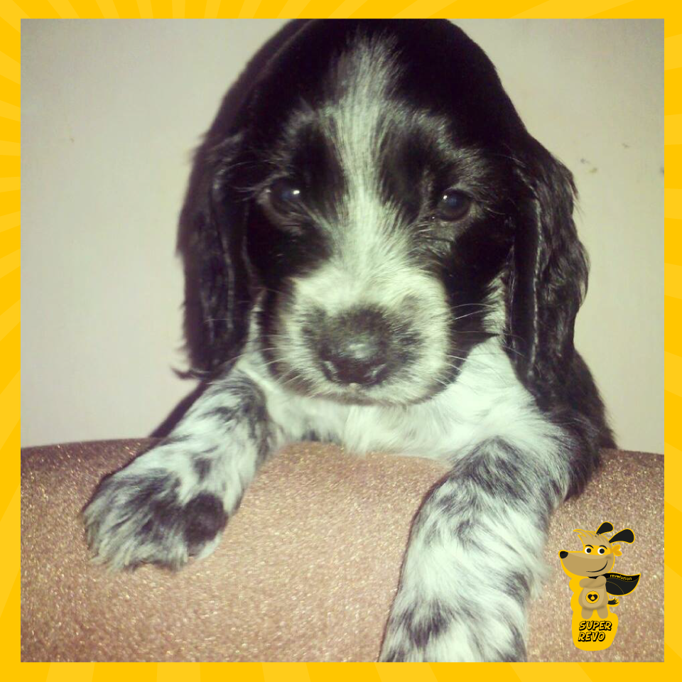 Revolutionarg's tweet photo. Te presentamos a este #SuperPerro... http://t.co/1k1gsv8suy