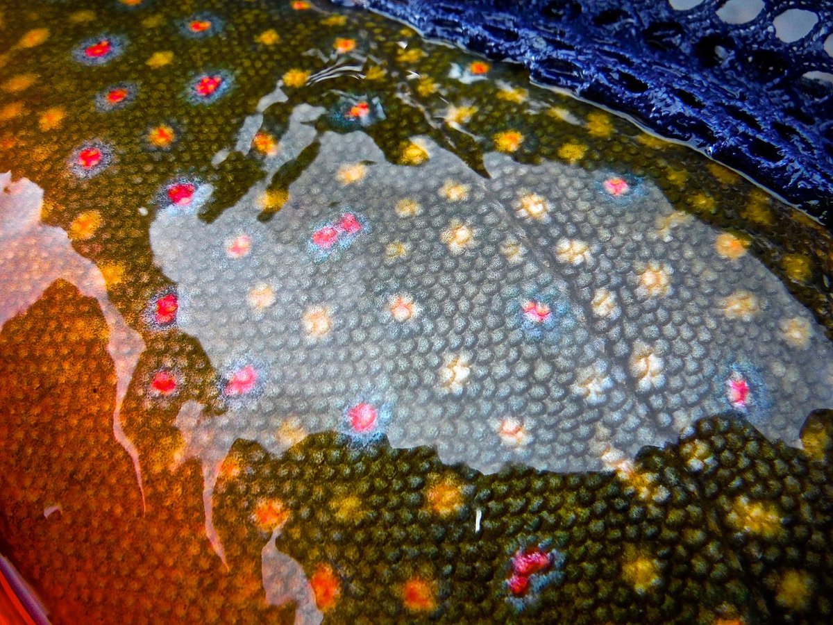 TroutUnlimited's tweet photo. Dreaming of beautiful brook #trout and fighting for where they live on #trouttuesday. #conservation http://t.co/VteAp7vFPu
