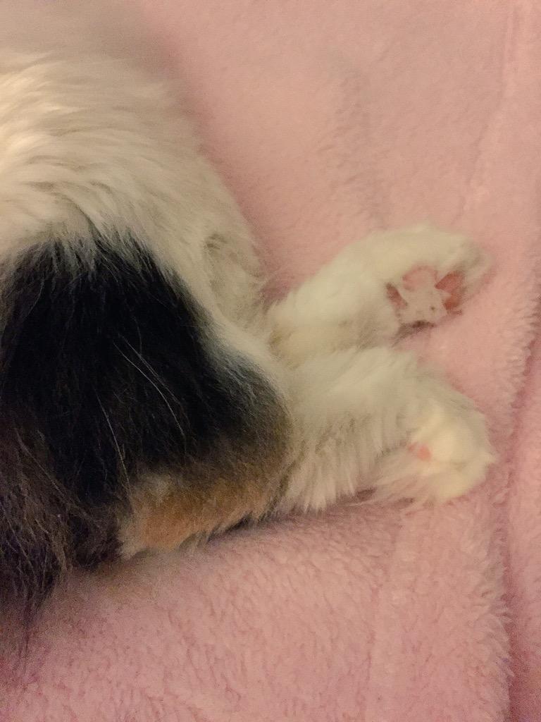 Curly_Eared_Cat's tweet photo. @mad_lov How about these wittle bunny feets?? πΈπΊπππ°π°ππβ€οΈπΎ
#toetufts #catsoftwitter http://t.co/HobA7ZwaSS