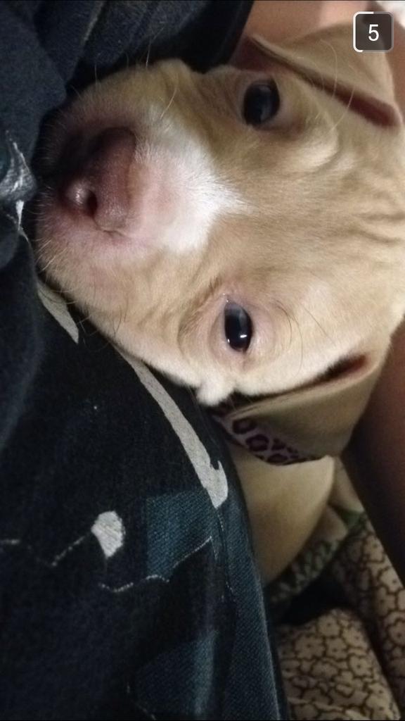 ShelbiHatch's tweet photo. Seriously how cute can one puppy get 😍 http://t.co/Sd5TdyvPgE