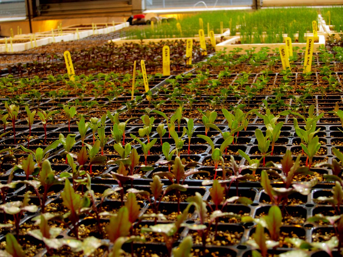 SRoulant's tweet image. Things are warming up in the greenhouse! Du bébé choux frisé, des betteraves en devenir et des micro-oignons!